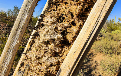 The now dried spongy pulp inside of a dead Saguaro cactus in the Sonoran Desert