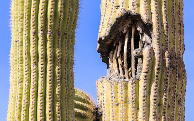 Damage to the skin and ribs of a living Giant Saguaro cactus in the Sonoran Desert