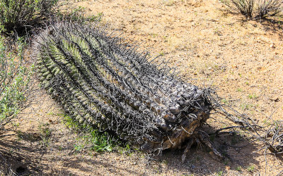 An uprooted fishhook Barrel cactus in the Sonoran Desert