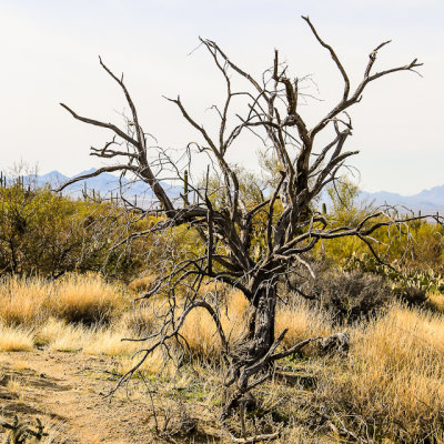 Dead tree in the Sonoran Desert