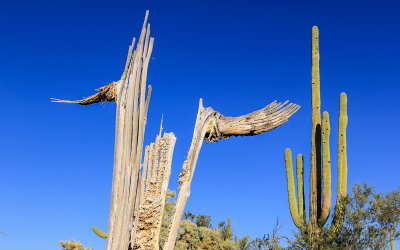 Saguaro skeleton with a Giant Saguaro in the background in the Sonoran Desert