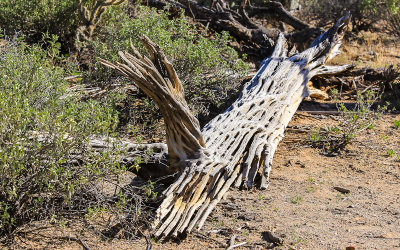 A toppled Saguaro skeleton in the Sonoran Desert
