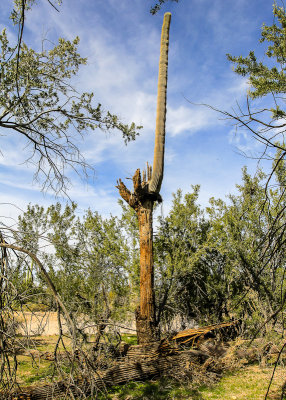 A dying Saguaro with live arm in the Sonoran Desert