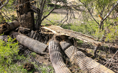 Arms broken off of a dying Saguaro cactus in the Sonoran Desert