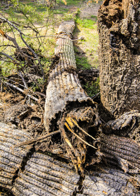 Saguaro cactus arm on the ground in the Sonoran Desert