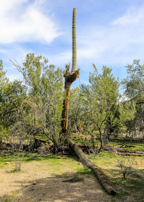 Saguaro cactus shedding arms as it dies in the Sonoran Desert