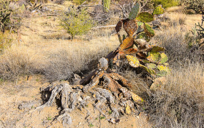Prickly Pear cactus dying in the Sonoran Desert