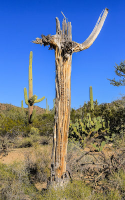 Saguaro cactus skeleton still standing in the Sonoran Desert