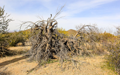 Dead Mesquite tree in the Sonoran Desert
