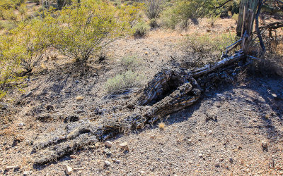 Collapsed Saguaro cactus disintegrating in the Sonoran Desert