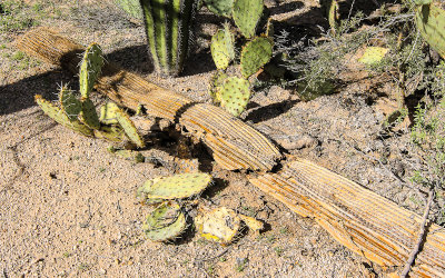 The fallen arm of a Giant Saguaro crushes a Prickly Pear cactus in the Sonoran Desert