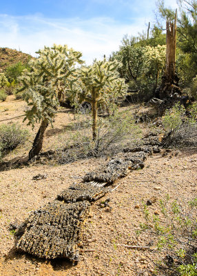 Decomposing Saguaro cactus in the Sonoran Desert