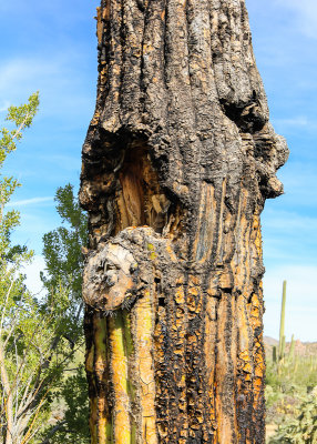 Large Saguaro cactus slowly decays in the Sonoran Desert