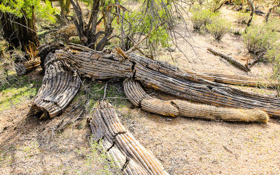 The arms of a dying Saguaro scattered on the ground in the Sonoran Desert