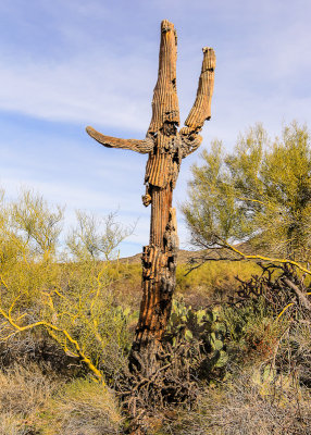 The outer skin of a Saguaro cactus falling off of the skeleton in the Sonoran Desert