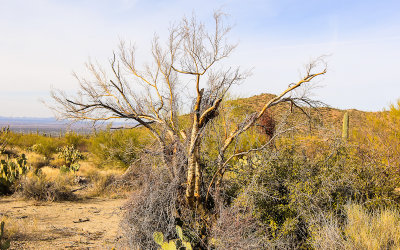 A dead Palo Verde tree in the Sonoran Desert
