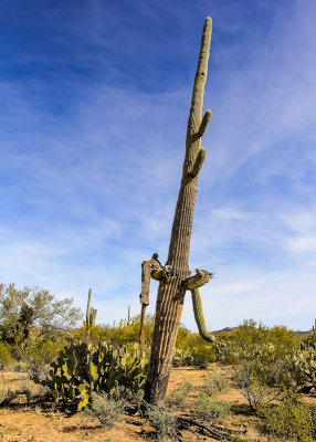 Tall Saguaro cactus starting to lose its arms in the Sonoran Desert