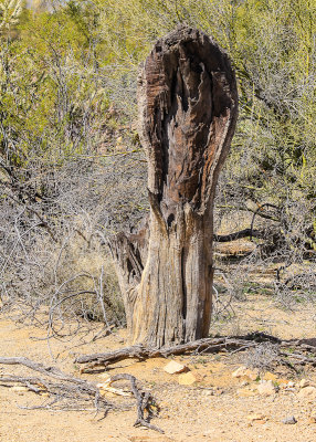 Tree stump in the Sonoran Desert
