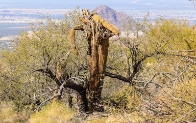 Dying Saguaro surrounded by a living Mesquite tree in the Sonoran Desert