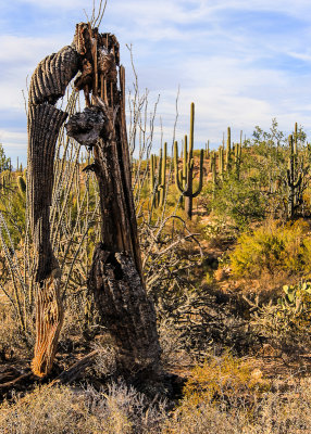 Remains of a decaying Saguaro Cactus in the Saguaro Forest in the Sonoran Desert
