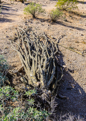 Fallen Ocotillo cactus in the Sonoran Desert