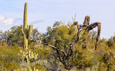Saguaro and Mesquite tree skeletons in the Sonoran Desert