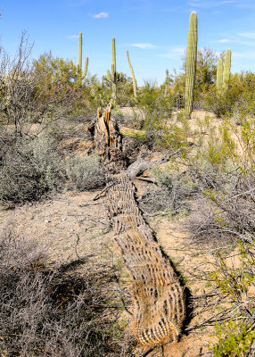 Fallen Saguaro decomposing in the Sonoran Desert