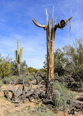 Saguaro skeleton flanked by a mature (left) and young Saguaro (foreground) in the Sonoran Desert 