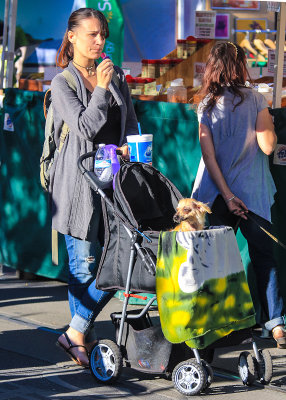 Dog in a stroller at the 4th Avenue Street Fair