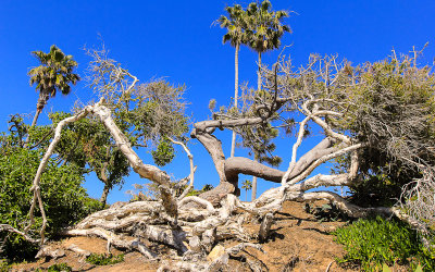 Seaside tree in Laguna Beach