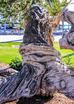 Twisted tree trunk in Laguna Beach