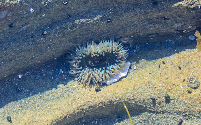 Anemone in the surf in Laguna Beach
