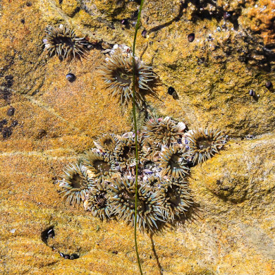 Group of small Anemone in the rocks in Laguna Beach
