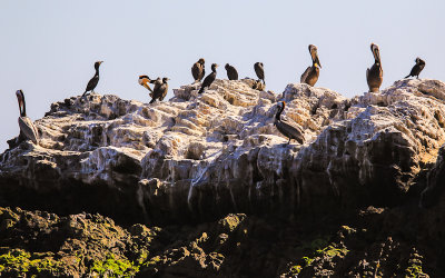 Pelicans and cormorants on the rocks along the coast in Laguna Beach