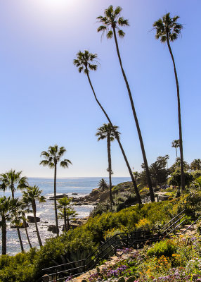 Palms tower over the coast in Laguna Beach