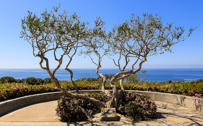 Tree overlooking the Pacific Ocean near Laguna Beach