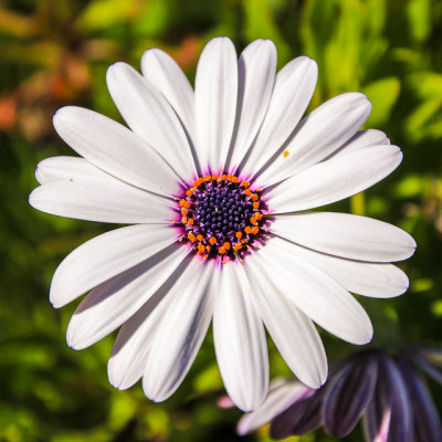 Flower along the coast in Laguna Beach