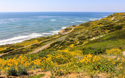 A hillside overlooking the Pacific Ocean in Cabrillo National Monument 