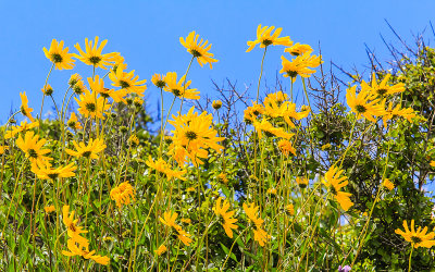 Bush Sunflowers blowing in the wind in Cabrillo National Monument