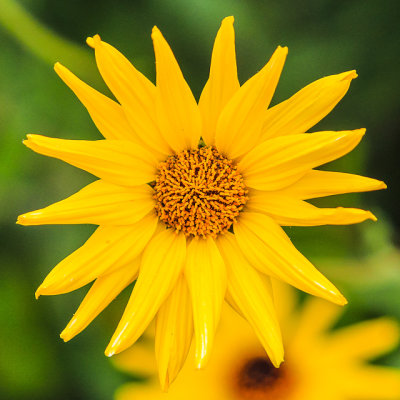 A Sea Dahlia in Cabrillo National Monument