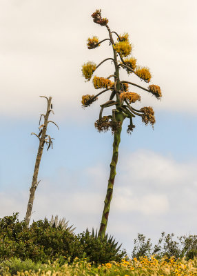 A Shaws agave blooming in Cabrillo National Monument