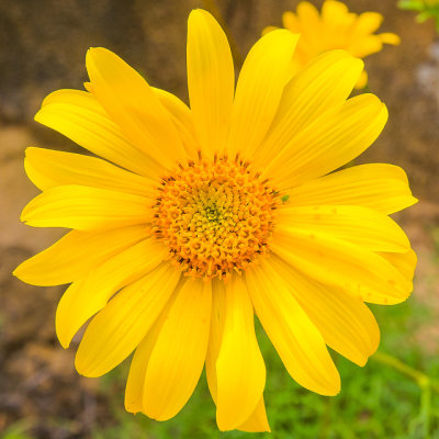 A Bush Sunflower in Cabrillo National Monument