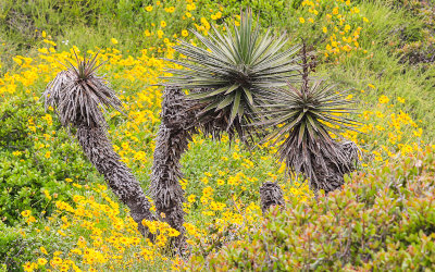 A Yucca surrounded by Bush Sunflowers in Cabrillo National Monument