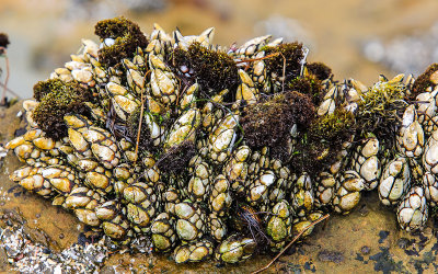 Gooseneck Barnacles in the tide pool area in Cabrillo National Monument