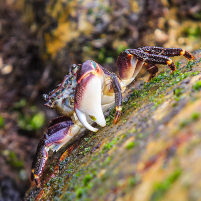 Shore Crab in Cabrillo National Monument