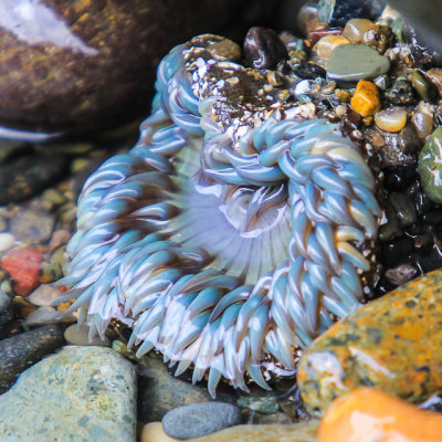 Anemone in a tide pool in Cabrillo National Monument