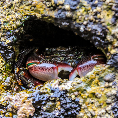Shore Crab in a small hole in a rock in Cabrillo National Monument
