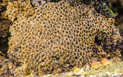 Sand-castle Worms in a tide pool in Cabrillo National Monument