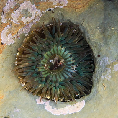 Anemone lodged in a hole in a rock in Cabrillo National Monument