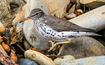Spotted Sandpiper on the rocky beach in Cabrillo National Monument